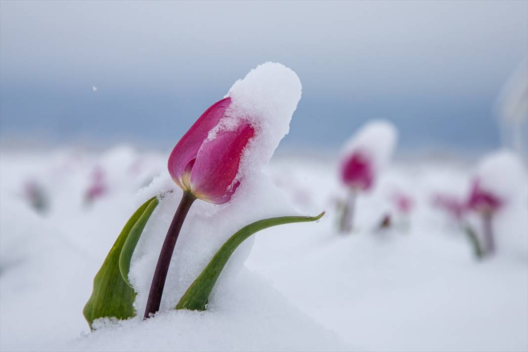 Ünlü lale bahçesi bu yıl bambaşka bir görsel şölen sunacak 13